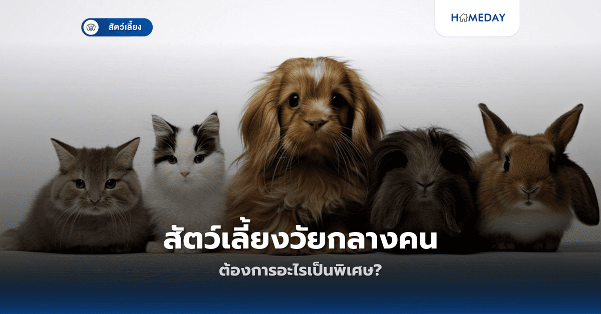 สัตว์เลี้ยงวัยกลางคนต้องการอะไรเป็นพิเศษ?