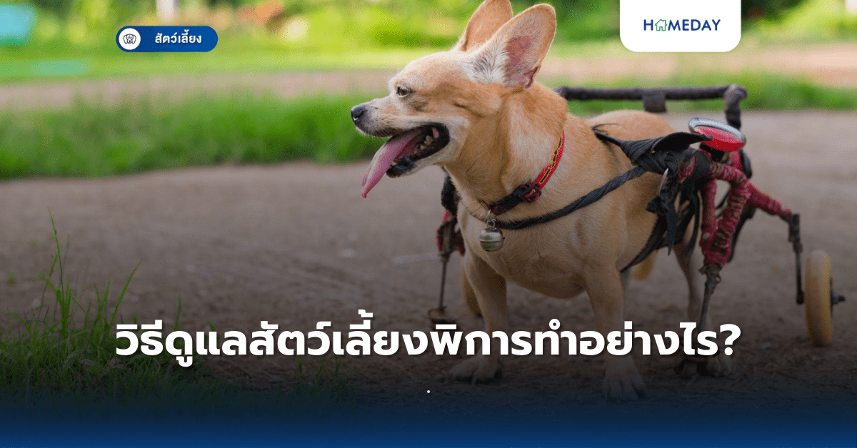 วิธีดูแลสัตว์เลี้ยงพิการทำอย่างไร?