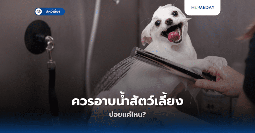 ควรอาบน้ำสัตว์เลี้ยงบ่อยแค่ไหน?