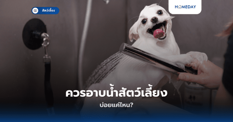 ควรอาบน้ำสัตว์เลี้ยงบ่อยแค่ไหน?
