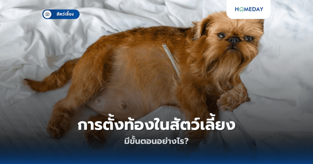 การตั้งท้องในสัตว์เลี้ยงมีขั้นตอนอย่างไร?