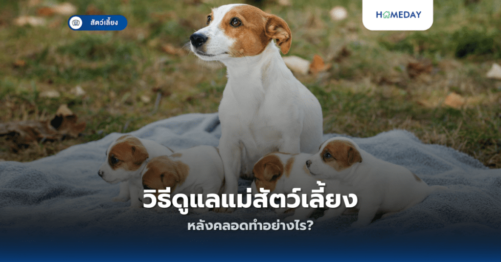 วิธีดูแลแม่สัตว์เลี้ยงหลังคลอดทำอย่างไร?