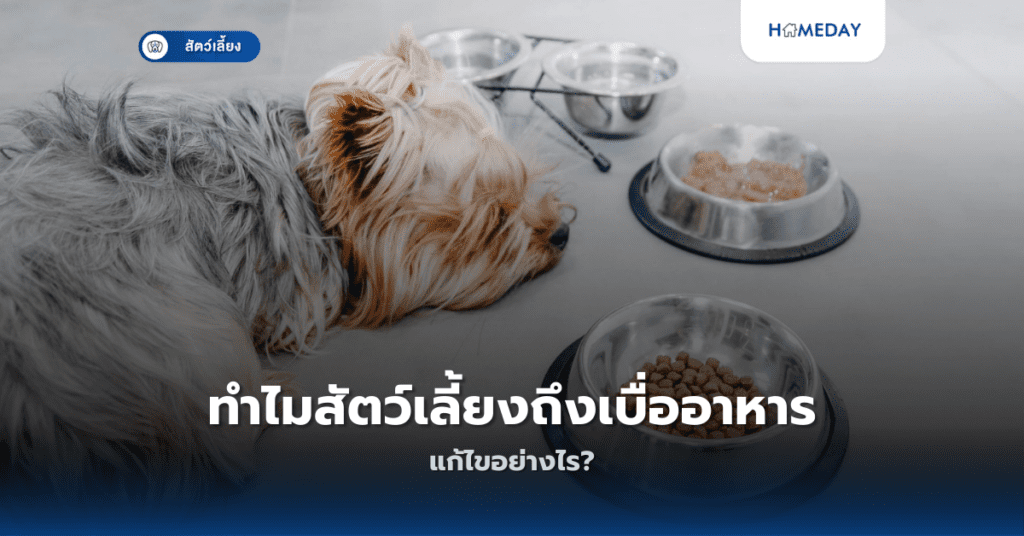 ทำไมสัตว์เลี้ยงถึงเบื่ออาหาร แก้ไขอย่างไร?