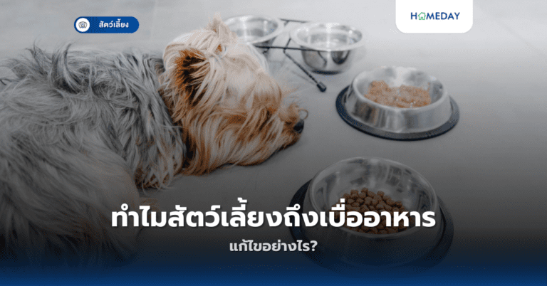 ทำไมสัตว์เลี้ยงถึงเบื่ออาหาร แก้ไขอย่างไร?