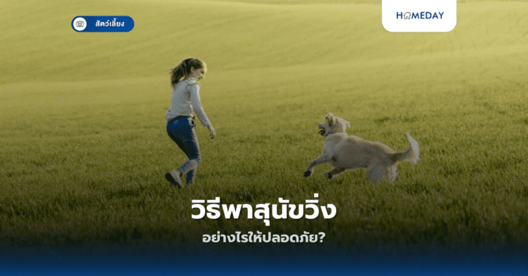 วิธีพาสุนัขวิ่งอย่างไรให้ปลอดภัย?