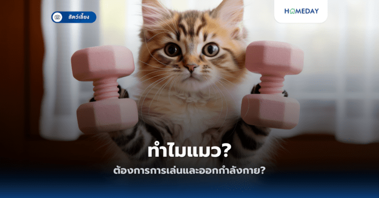 ทำไมแมวต้องการการเล่นและออกกำลังกาย?