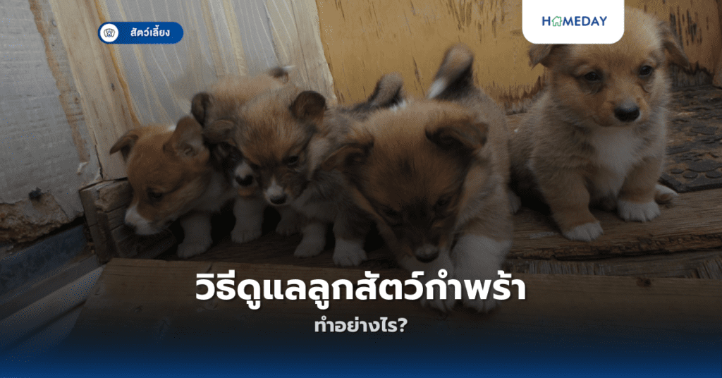 วิธีดูแลลูกสัตว์กำพร้าทำอย่างไร?