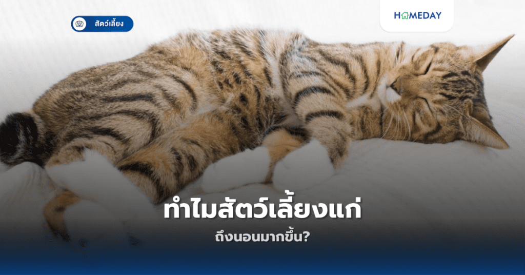ทำไมสัตว์เลี้ยงแก่ถึงนอนมากขึ้น?