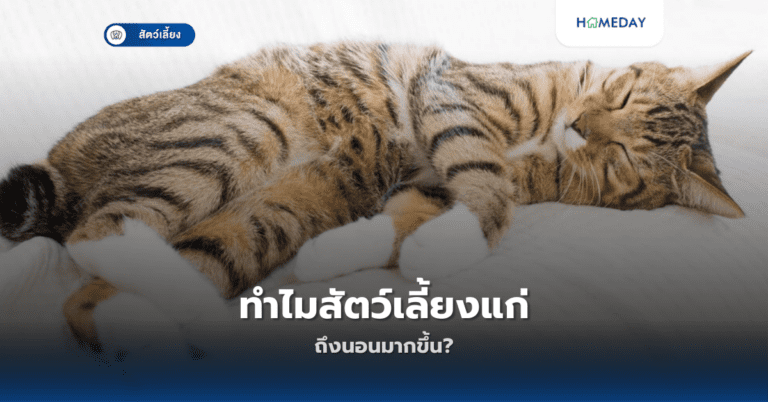 ทำไมสัตว์เลี้ยงแก่ถึงนอนมากขึ้น?