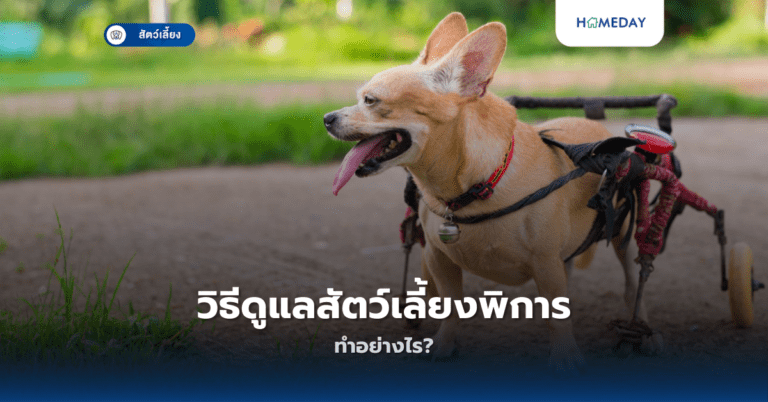 วิธีดูแลสัตว์เลี้ยงพิการทำอย่างไร?