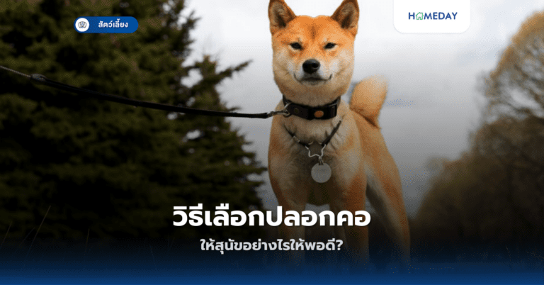 การรักษาทางเลือกสำหรับสัตว์เลี้ยงมีอะไรบ้าง?