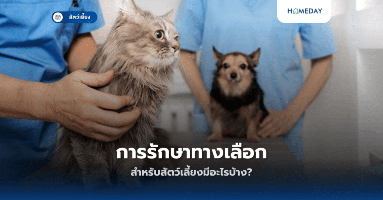 การรักษาทางเลือกสำหรับสัตว์เลี้ยงมีอะไรบ้าง?