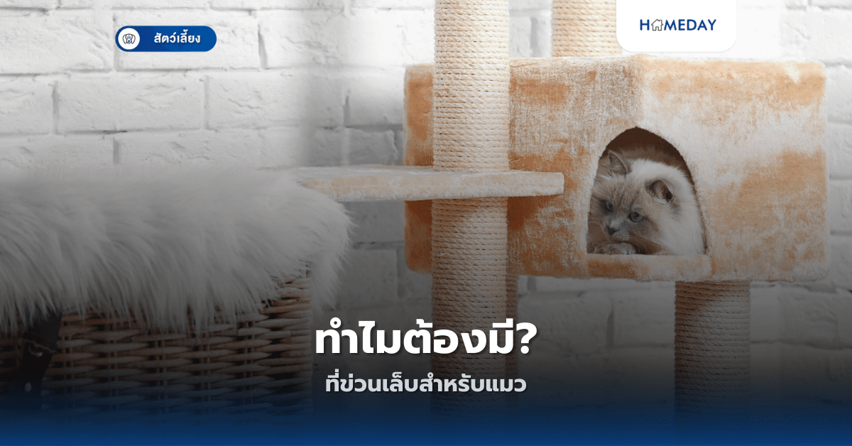 ทำไมต้องมีที่ข่วนเล็บสำหรับแมว?