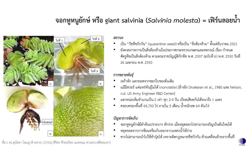 ข้อมูลพฤกษศาสตร์ จอกหูหนูยักษ์