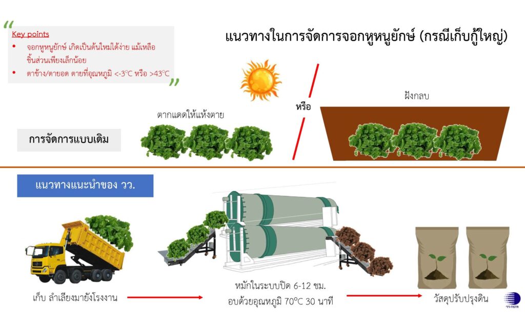 วว. แนะแนวทางจัดการจอกหูหนูยักษ์เป็นวัสดุปรับปรุงดิน