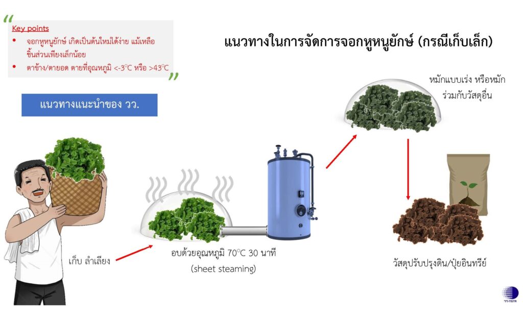 วว. แนะแนวทางจัดการจอกหูหนูยักษ์เป็นวัสดุปรับปรุงดินและปุ๋ยอินทรีย์