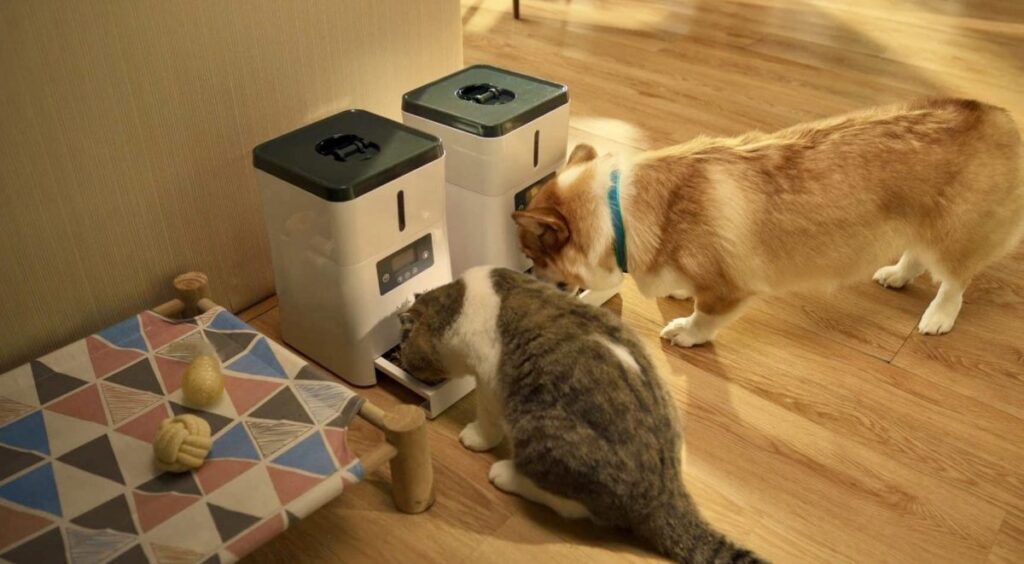 “Thailand Cat Lovers Fair 2025” มหกรรมทาสแมวแห่งปี! เปิดลิสต์ 5 ไอเท็มเด็ดที่เจ้านายต้องเลิฟ