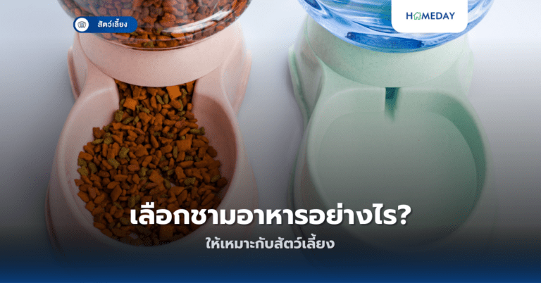 เลือกชามอาหารอย่างไร ให้เหมาะกับสัตว์เลี้ยง?