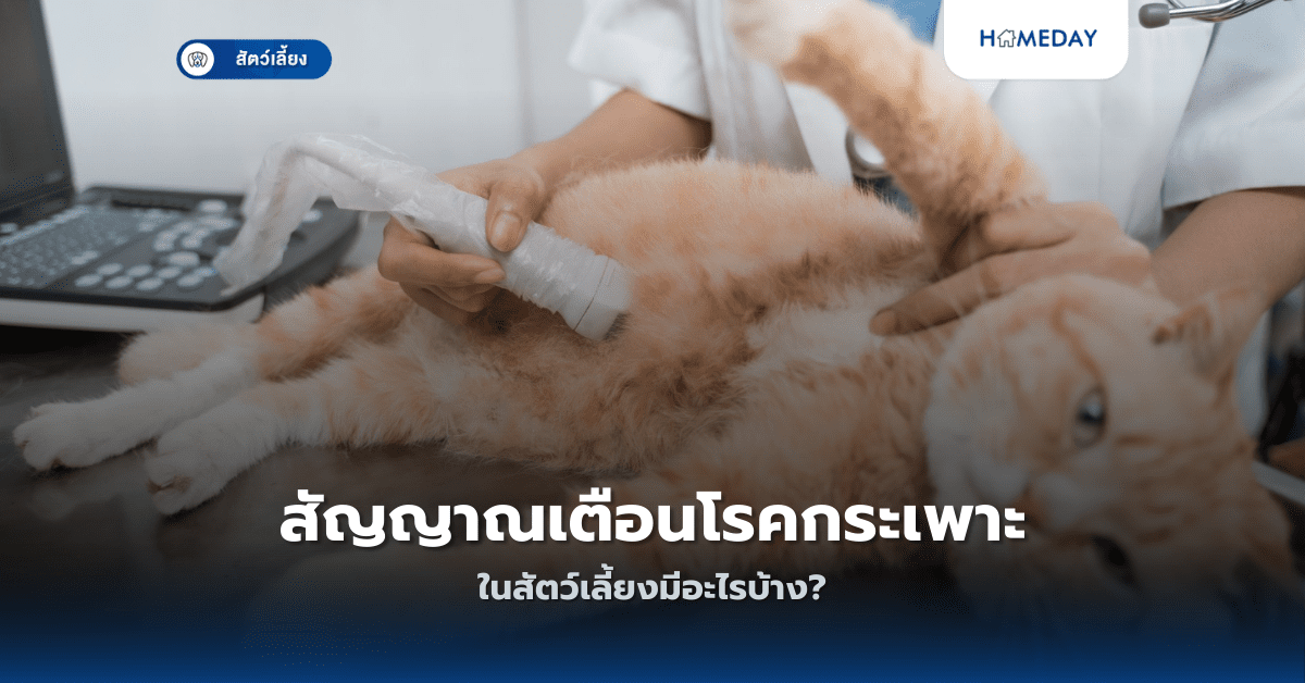 สัญญาณเตือนโรคกระเพาะในสัตว์เลี้ยงมีอะไรบ้าง?