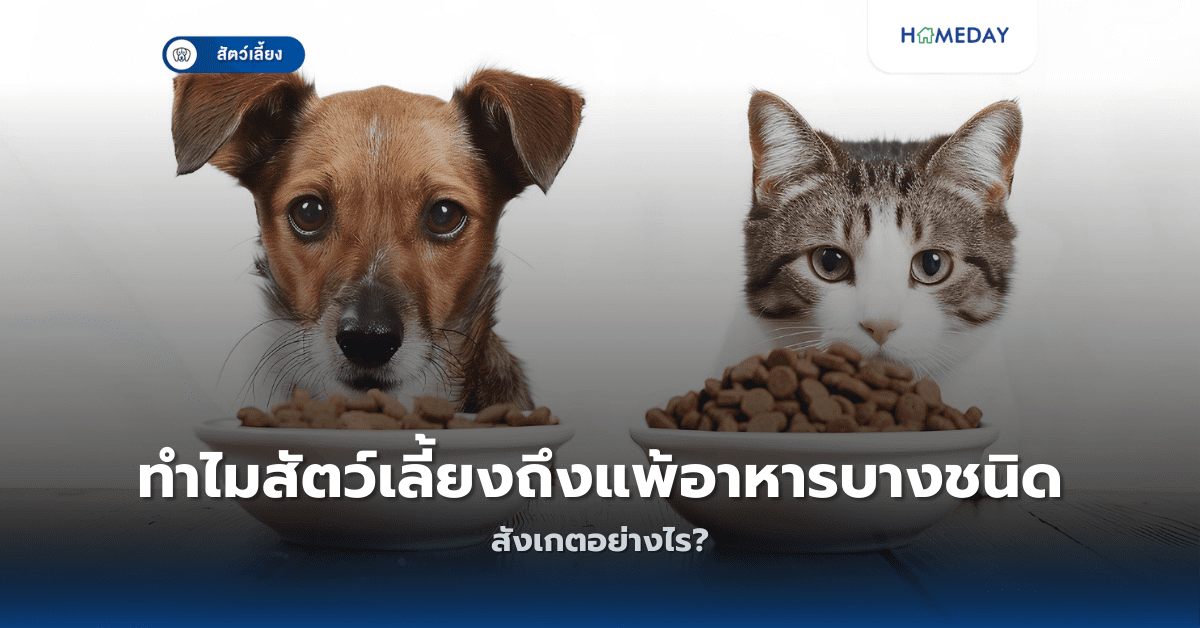 ทำไมสัตว์เลี้ยงถึงแพ้อาหารบางชนิด สังเกตอย่างไร?