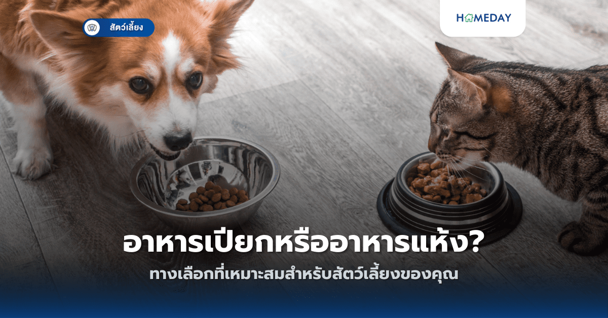 อาหารเปียกหรืออาหารแห้ง? ทางเลือกที่เหมาะสมสำหรับสัตว์เลี้ยงของคุณ