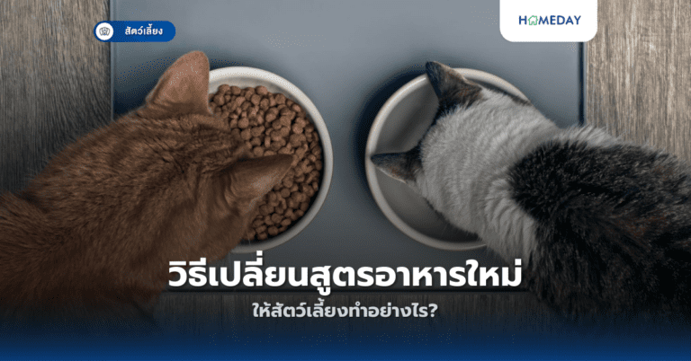 ทำไมสัตว์เลี้ยงถึงแพ้อาหารบางชนิด สังเกตอย่างไร? (copy)