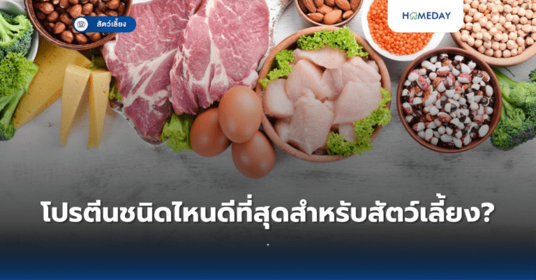 วิธีเปลี่ยนสูตรอาหารใหม่ให้สัตว์เลี้ยงทำอย่างไร? (copy)