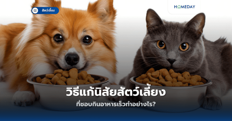 วิธีแก้นิสัยสัตว์เลี้ยงที่ชอบกินอาหารเร็วทำอย่างไร?