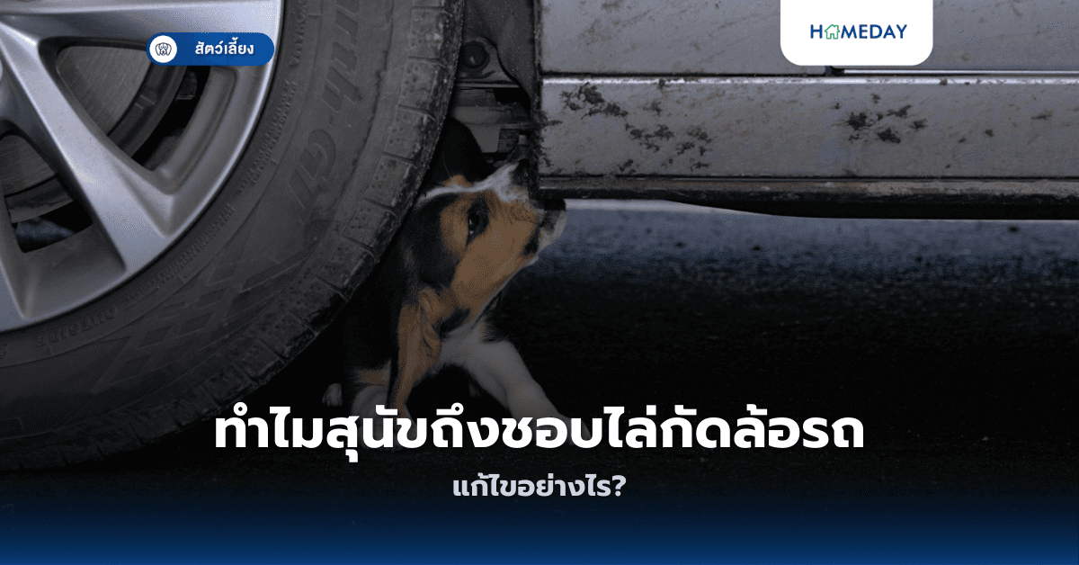 ทำไมสัตว์เลี้ยงชอบเลียตัวเองมากผิดปกติ? (copy)