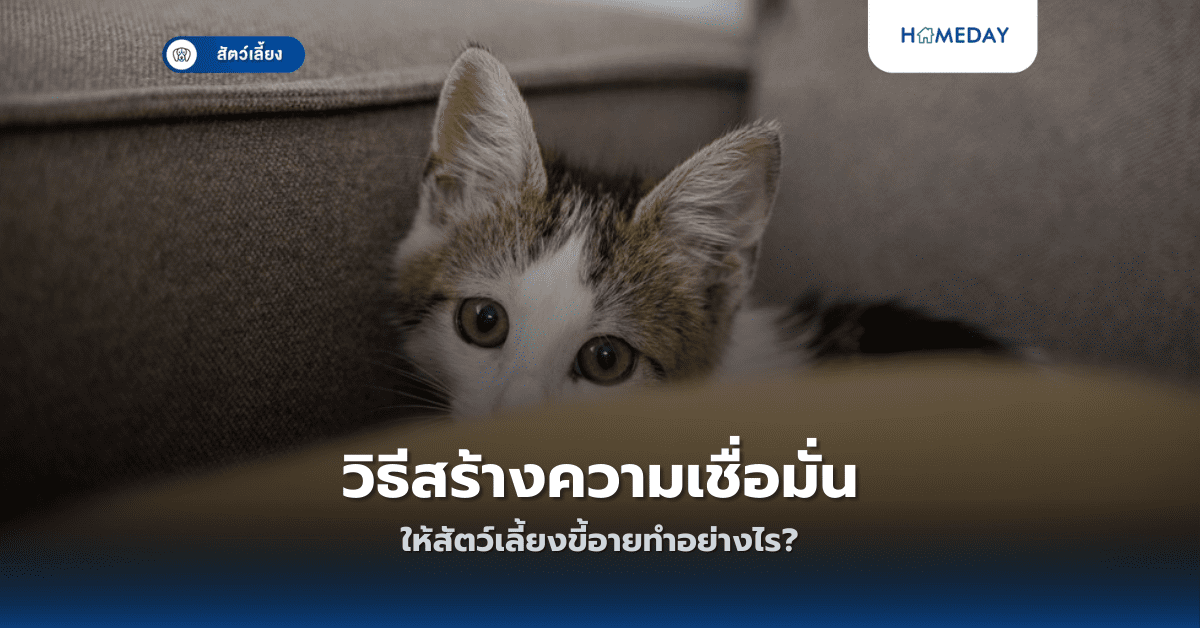 วิธีสร้างความเชื่อมั่นให้สัตว์เลี้ยงขี้อายทำอย่างไร?