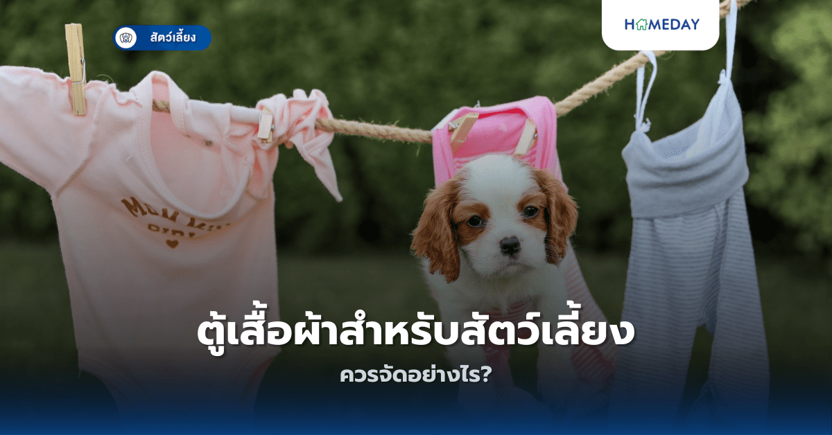 วิธีจัดระเบียบของเล่นสัตว์เลี้ยงในบ้านทำอย่างไร? (copy)