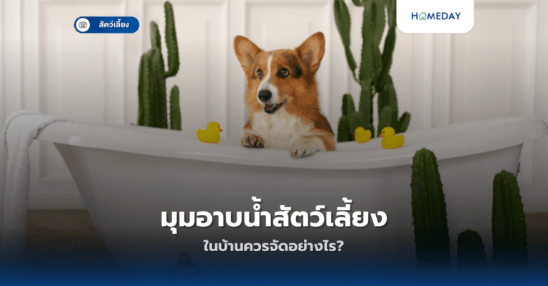 วิธีทำให้บ้านปลอดภัยสำหรับสัตว์เลี้ยงทำอย่างไร? (copy)