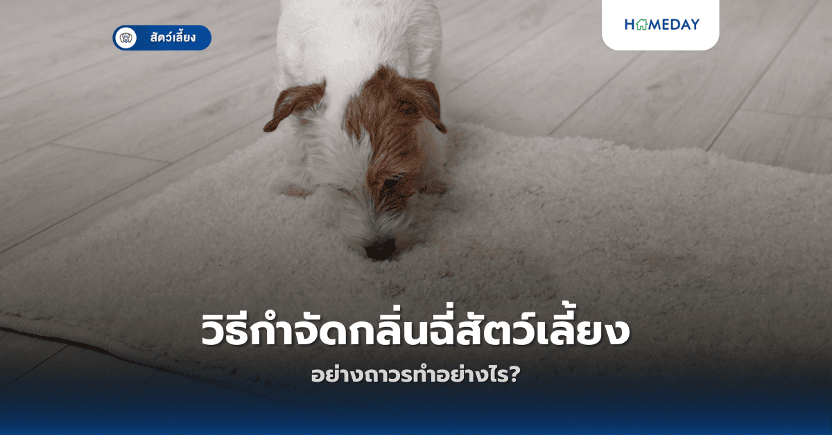 วิธีกำจัดกลิ่นฉี่สัตว์เลี้ยงอย่างถาวรทำอย่างไร?