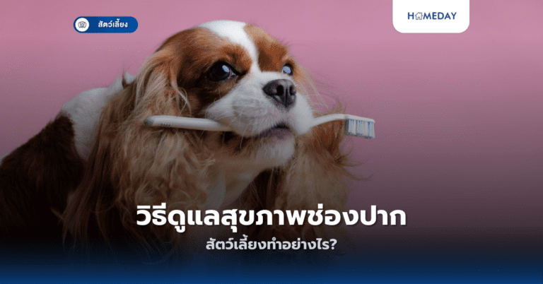 วิธีดูแลสุขภาพช่องปากสัตว์เลี้ยงทำอย่างไร?