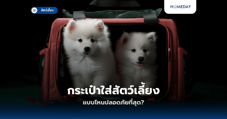 กระเป๋าใส่สัตว์เลี้ยงแบบไหนปลอดภัยที่สุด?