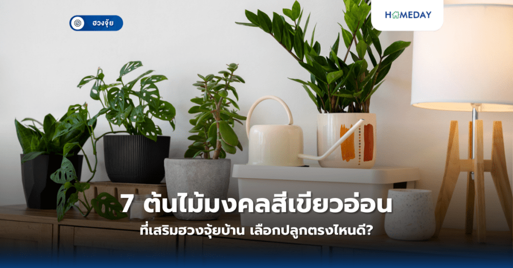 7 ต้นไม้มงคลสีเขียวอ่อนที่เสริมฮวงจุ้ยบ้าน เลือกปลูกตรงไหนดี?