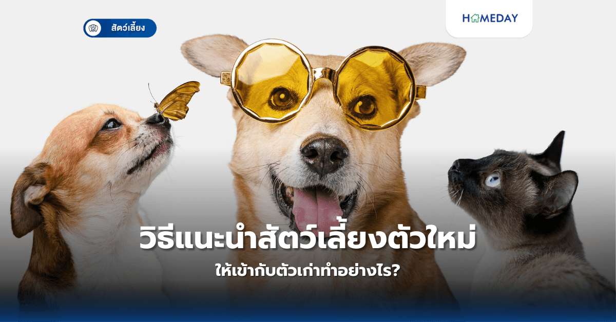 วิธีแนะนำสัตว์เลี้ยงตัวใหม่ให้เข้ากับตัวเก่าทำอย่างไร?