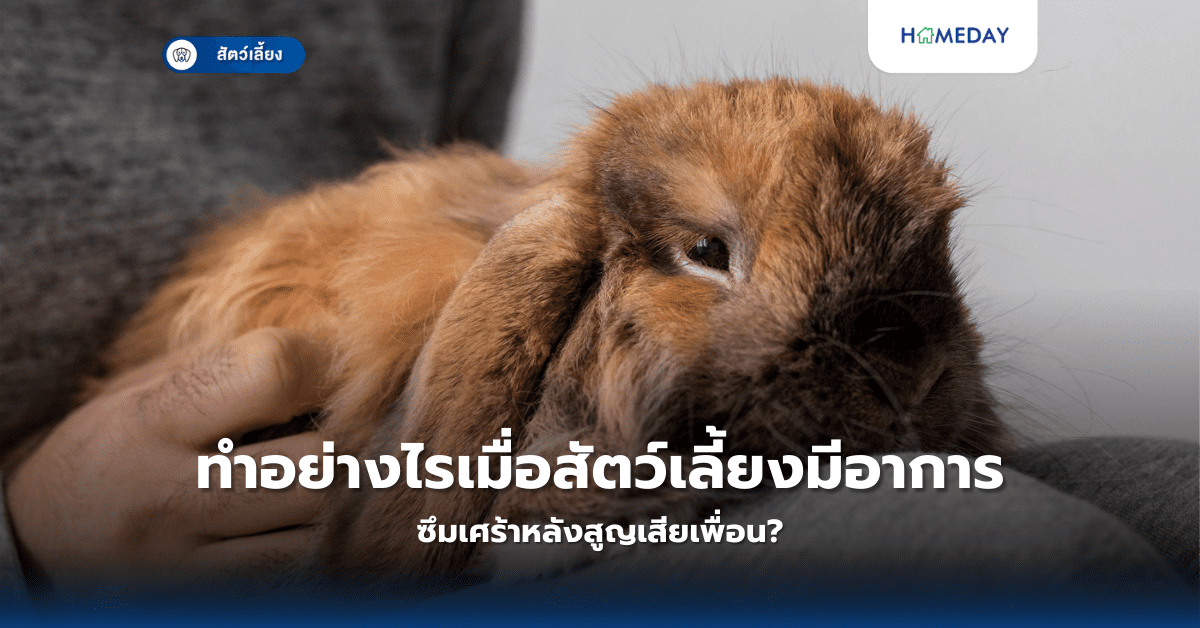 ทำอย่างไรเมื่อสัตว์เลี้ยงมีอาการซึมเศร้าหลังสูญเสียเพื่อน?