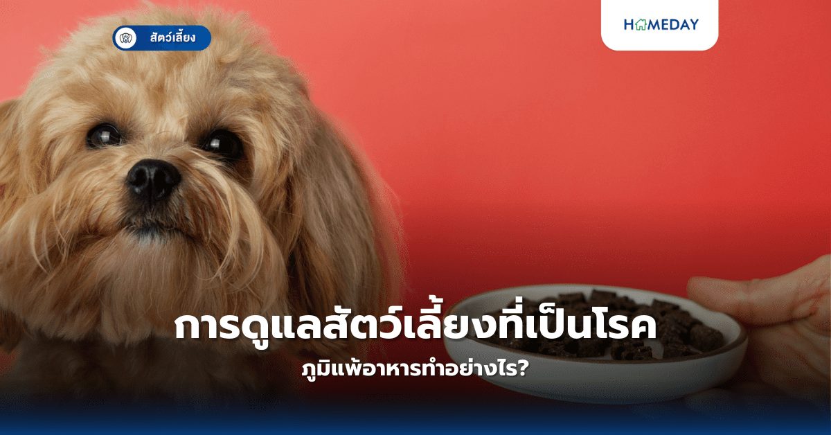 การดูแลสัตว์เลี้ยงที่เป็นโรคภูมิแพ้อาหารทำอย่างไร?