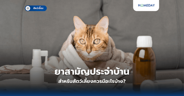 ยาสามัญประจำบ้านสำหรับสัตว์เลี้ยงควรมีอะไรบ้าง?