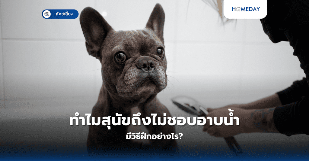 ทำไมสุนัขถึงไม่ชอบอาบน้ำ มีวิธีฝึกอย่างไร?