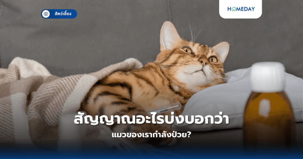 สัญญาณอะไรบ่งบอกว่าแมวของเรากำลังป่วย?