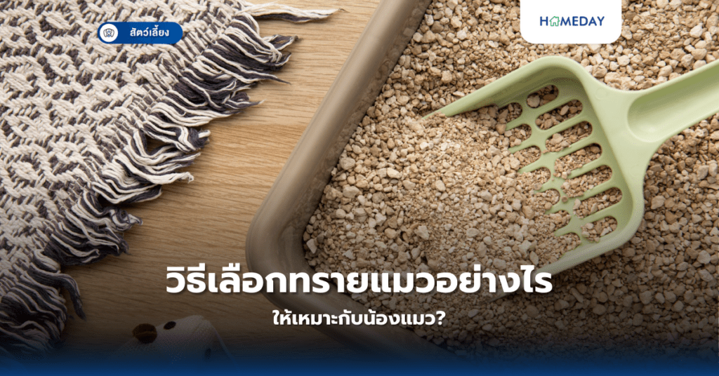 วิธีเลือกทรายแมวอย่างไรให้เหมาะกับน้องแมว?