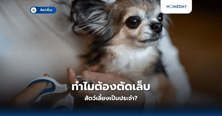 ทำไมต้องตัดเล็บสัตว์เลี้ยงเป็นประจำ?