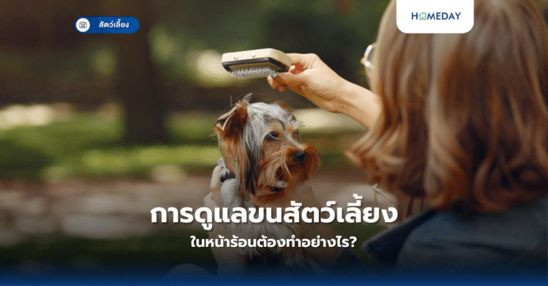 การดูแลขนสัตว์เลี้ยงในหน้าร้อนต้องทำอย่างไร?