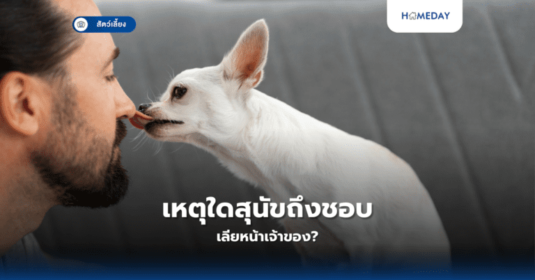 เหตุใดสุนัขถึงชอบเลียหน้าเจ้าของ?