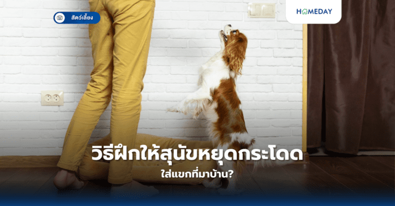 วิธีฝึกให้สุนัขหยุดกระโดดใส่แขกที่มาบ้าน?