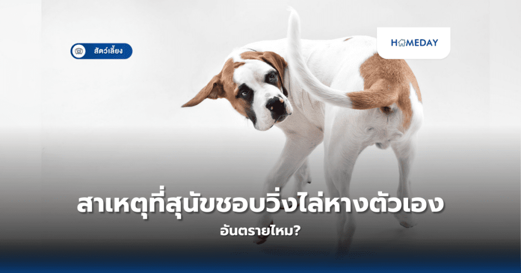 สาเหตุที่สุนัขชอบวิ่งไล่หางตัวเอง อันตรายไหม?