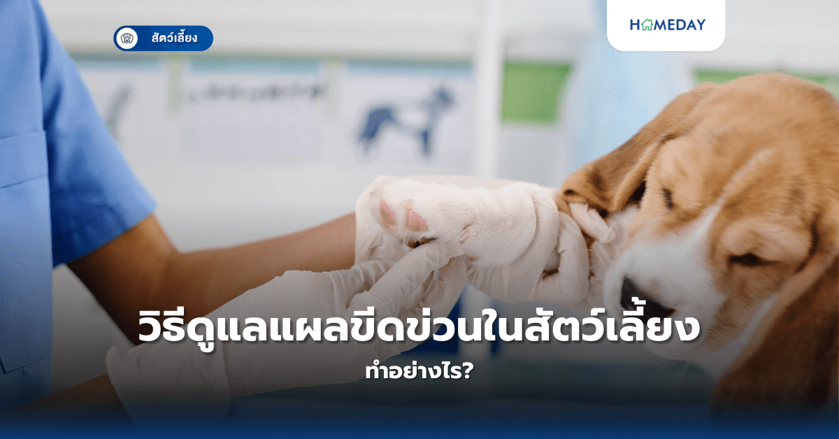 วิธีดูแลแผลขีดข่วนในสัตว์เลี้ยงทำอย่างไร?