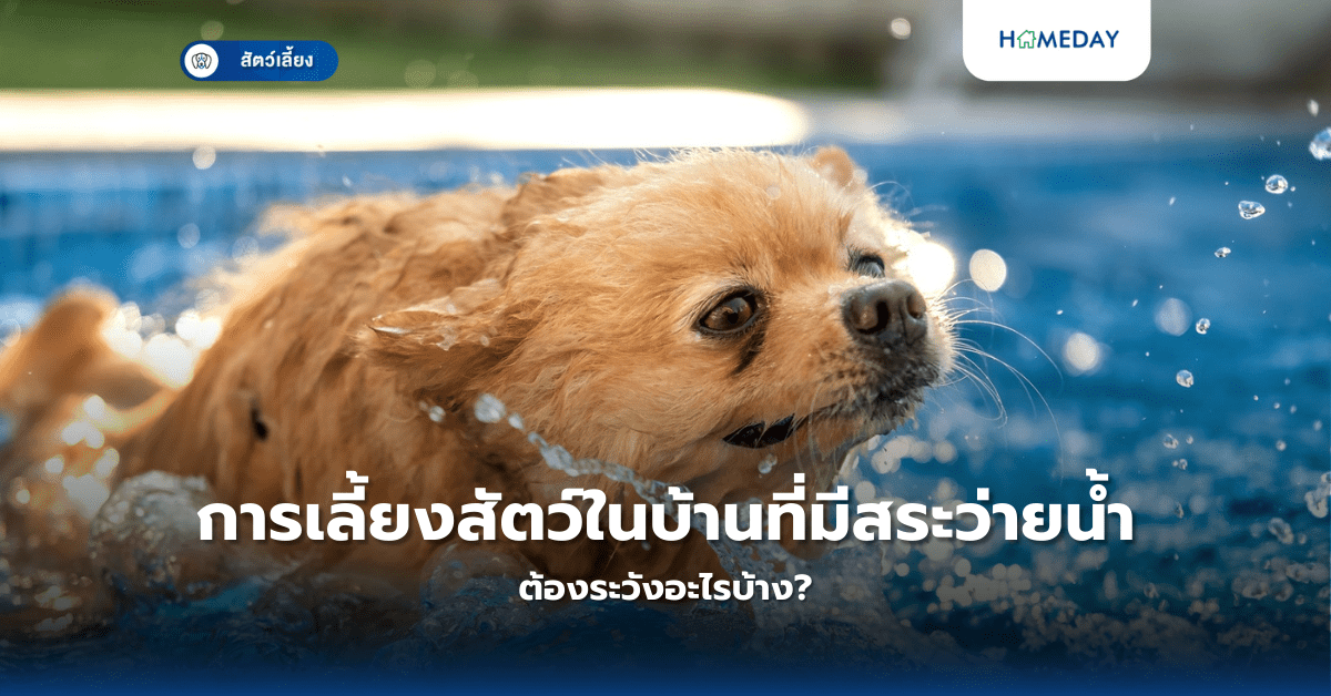 การเลี้ยงสัตว์ในบ้านที่มีสระว่ายน้ำต้องระวังอะไรบ้าง?